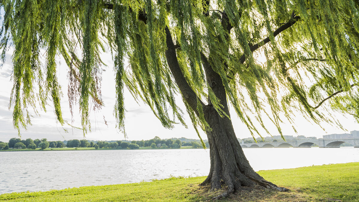 Everything You Need to Know About Weeping Willow Trees in Florida – Warner  Tree Service